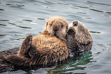Mother And Baby Sea Otter