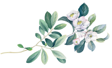 Flowers watercolor illustration. Manual composition.Design for cover, fabric, textile, wrapping paper .