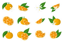 Set Of Illustrations With Calamondin Exotic Citrus Fruits, Flowers And Leaves Isolated On A White Background.