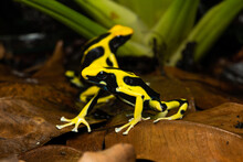 Closeup Of A Pair Of Dyeing Poison Dart Frogs "Regina" Sitting On Leaf Litter