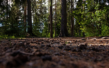 the world seen from the point of view of an ant