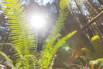 Canvas Print - Fern