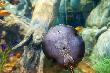 Potamotrygon yepezi or river ramp fish in aquarium