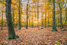 Sherwood Forest In Autumn Season. England