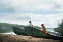 Two Dogs In A Boat, Autumn Mood. Nova Scotia Duck Tolling Retriever And Jack Russell Terrier In Nature