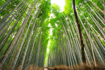 Sticker - Arashiyama bamboo forest in Kyoto Japan