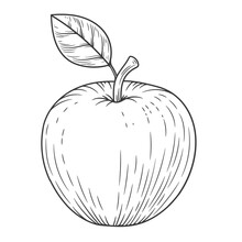 Apple Engraved Vintage Illustration Isolated On White Background. Organic Food Hand Drawn Sketch . Black Outline. 