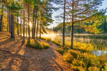 Sticker - Autumn forest at sunrise near misty lake 