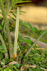 Poster - The sprouts of cycad that are emerging