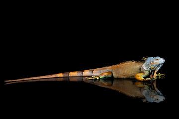 large iguana pose on a black background with reflection