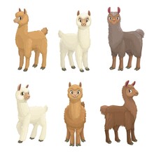 Lama, Alpaca, Guanaco, Llama And Vicuna Animals Cartoon Vector Set. Camelid Mammals With White, Brown And Grey Wool, Cute Farm Llama Animals With Furry Faces And Ears, Long Necks And Legs