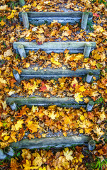 Canvas Print - wooden steps at a forest