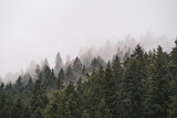 Fototapeta Las - Misty mountain landscape