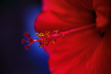 Closeup Of Hibiscus Flower In The Tropical Jungle Of Sri Lanka