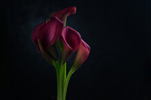 Pink Calla Lilly Flowers On Black Background