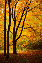 Wall Mural - Autumn deciduous trees in the forest at sunset.