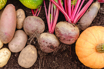 Wall Mural - Harvest vegetables on the ground. Potatoes, carrots, beets, peppers, tomatoes, cucumbers, beans, pumpkin, onions and garlic. Autumn harvest farmers