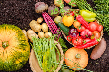 Wall Mural - Harvest vegetables on the ground. Potatoes, carrots, beets, peppers, tomatoes, cucumbers, beans, pumpkin, onions and garlic. Autumn harvest farmers