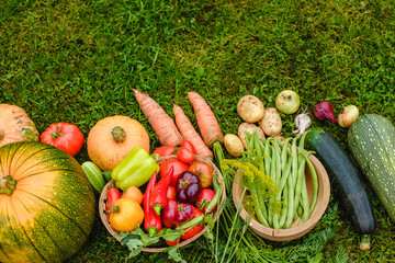 Wall Mural - Harvest vegetables on the ground. Potatoes, carrots, beets, peppers, tomatoes, cucumbers, beans, pumpkin, onions and garlic. Autumn harvest farmers