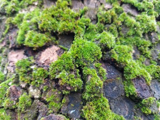 moss on stone