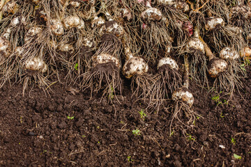 Wall Mural - Harvest garlic in a garden bed. growing vegetables in the garden in the village. Root crops in the fall. Autumn gathering