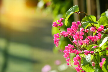 pink and white flowers