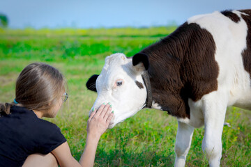 A young calf licks the girl's hand. Friendship between an animal and a child. Teen girl stroking a young bull in a green meadow