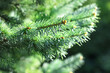 Xmas spruce tree branches forest nature background. Christmas festive holiday symbol evergreen tree with needles. Shallow depth of field.