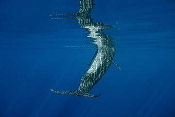 Pilot whales underwater