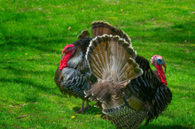 Two Wild Turkeys At David Crockett Brightplace State Park.