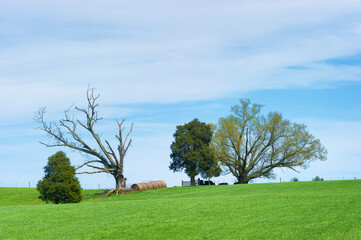 Agricultural hillside with trees in Tennessee