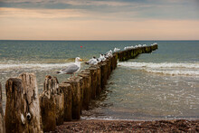 Breakwater On The Beach And Birds