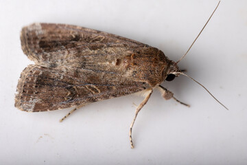 Wall Mural - Adult Armyworm Moth