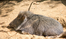 Chacoan Peccary Or Tagua. They Are The Last Extant Species Of The Genus Catagonus ; They Are Peccaries Found In Paraguay, Bolivia And Argentina. Now There Are About 3 Thousand Of Their Representatives