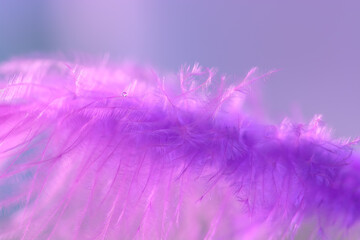 Wall Mural - a small drop of water on a purple feather. beautiful abstract macro. spring tender background. selec