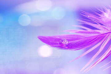 Wall Mural - violet feather with water dew drop on a blue blurred background. delicate refined art image. selecti