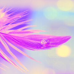 Wall Mural - bright beautiful macro. purple feather close-up with water dew drop on colorful pastel background. s