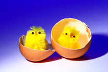 Two Yellow Easter Chicks Chicken Toy Sat In A Hens Egg,  Conceptual Image For A Chick Hatching