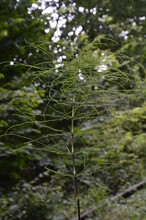 Wood Horsetail - Equisetum Sylvaticum - Green Nature Backgrounds