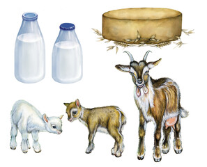 realistic illustration of a goat with two kids, bottles of milk and cheese. Watercolor hand drawn illustration on white background. 