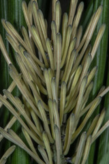 Wall Mural - Developing Flowers of the Devil's Tongue (Sansevieria canaliculata 'Dwarf Madagascar')