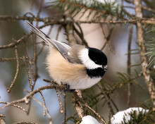 Chickadee Stock Photos. Close-up Profile View On A Fir Tree Branch With Snow And Blur Background In Its Environment And Habitat, Displaying Grey Feather Plumage Wings And Tail, Black Cap Head.