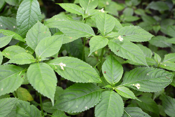 Wall Mural - Impatiens parviflora grows in the wild in the forest