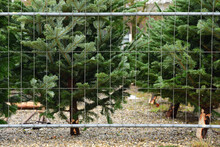 In Winter, Fresh Christmas Trees Are For Sale Behind A Metal Grille When It Rains, With Houses In The Background