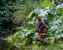Spider Monkey Sitting By The Water