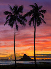 Wall Mural - sunset in Oahu with palm trees and chinaman hat