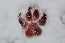 Bloody Wolf Print In Snow