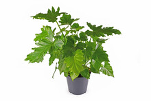 Tropical 'Thaumatophyllum Shangri La' Houseplant With Long Stems And Lobed Leaves In Pot Isolated On White Background