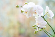 White Orchid Branch ,Phalaenopsis, On A Blurred Colored Background With Copy Space On The Left