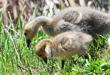 Goslings In The Grass